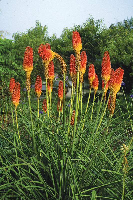 Image of Kniphofia 'Lola' taken at Juniper Level Botanic Gdn, NC by JLBG
