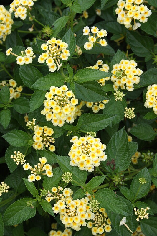 Image of Lantana 'Chapel Hill Yellow' PP 19,548 taken at Juniper Level Botanic Gdn, NC by JLBG