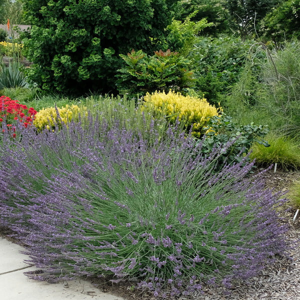 Image of Lavandula x intermedia 'Bridget Chloe' PP 27,182 taken at Juniper Level Botanic Gdn, NC by JLBG