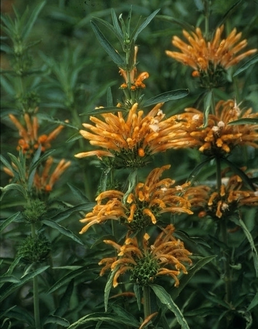 Image of Leonotis leonurus taken at Golden Pond Nursery, CA