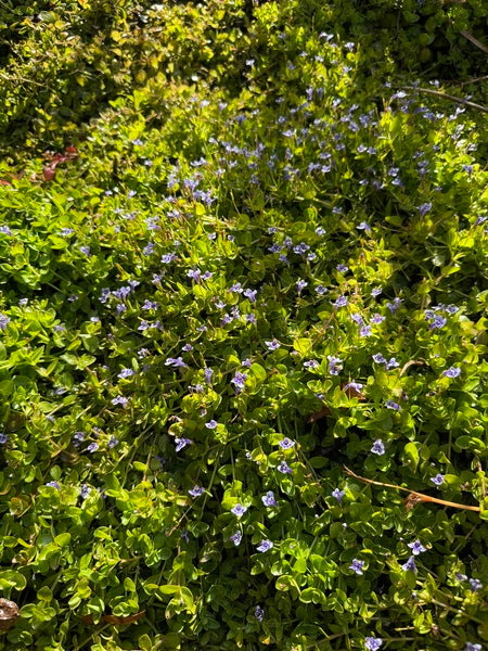 Image of Lindernia grandiflora taken at Juniper Level Botanic Garden, Raleigh NC by Lidia Churakova