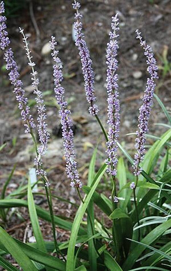 Image of Liriope platyphylla 'Bingo' taken at Juniper Level Botanic Gdn, NC by JLBG