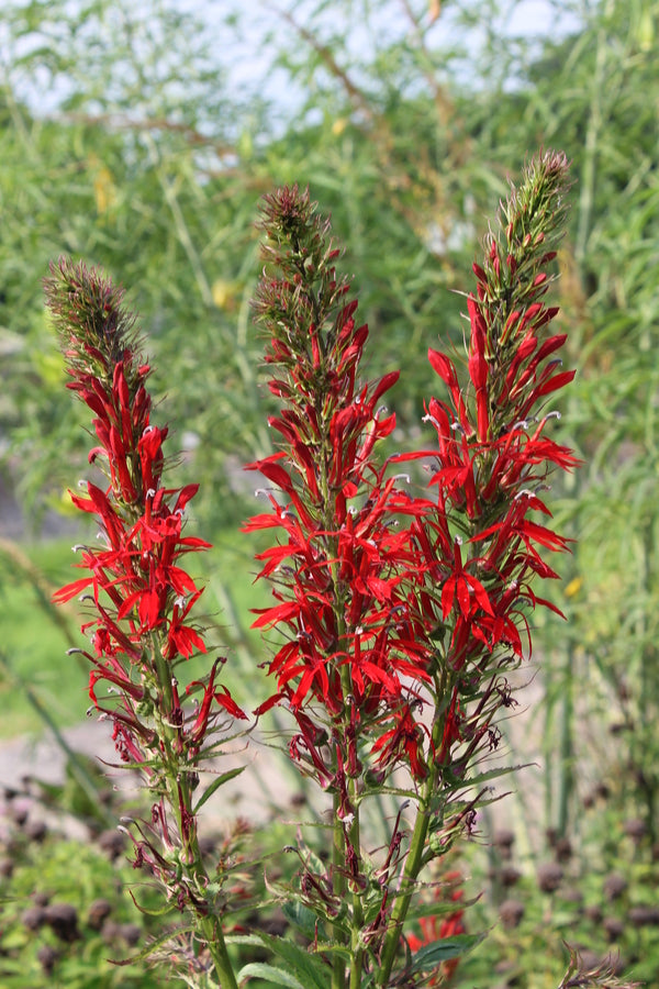 Image of Lobelia cardinalis 'Towering Inferno' taken at Juniper Level Botanic Gdn, NC by JLBG