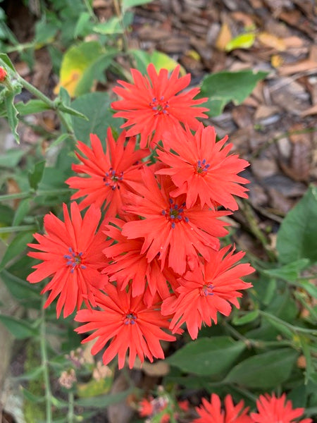 Image of Lychnis senno 'Once in a Vermillion' taken at Juniper Level Botanic Gdn, NC by Lidia Churakova