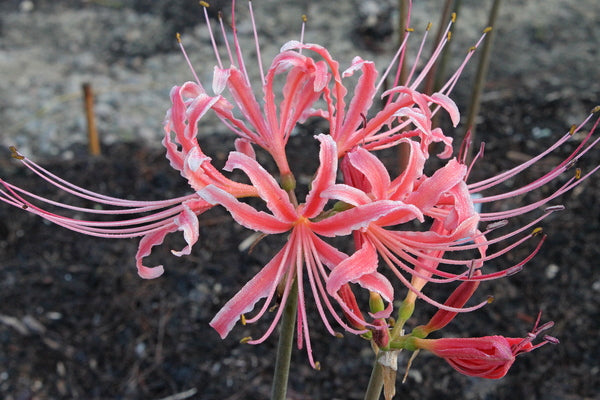 Image of Lycoris x albiflora 'Blushing Lady' taken at Juniper Level Botanic Gdn, NC by JLBG