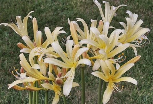 Image of Lycoris x caldwellii 'Sky Over Sky' taken at Juniper Level Botanic Gdn, NC by JLBG