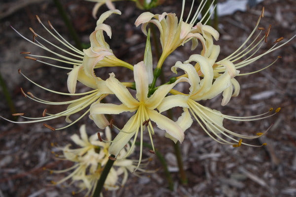 Image of Lycoris x elsiae 'Summer Passion' taken at Juniper Level Botanic Gdn, NC