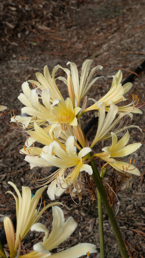 Image of Lycoris x jinzheniae 'Hazuki Horned Moon' taken at Juniper Level Botanic Gdn, NC by JLBG