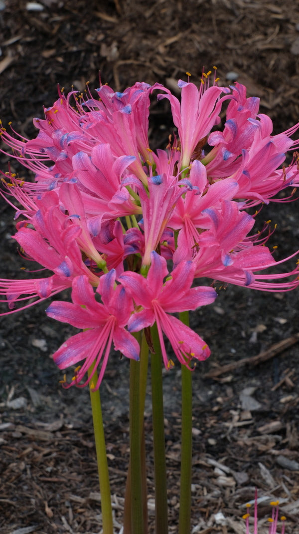 Image of Lycoris x rosea 'Caldwell's Best Pink' taken at Juniper Level Botanic Gdn, NC by JLBG