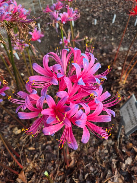 Image of Lycoris x rosea 'Hazuki Elegance' taken at Juniper Level Botanic Gdn, NC by JLBG