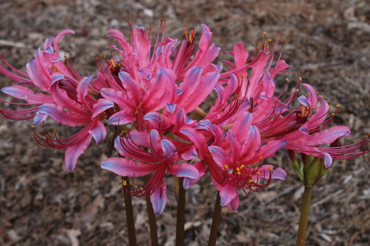 Image of Lycoris x rosea 'Pink-A-Blue' taken at Juniper Level Botanic Gdn, NC by JLBG