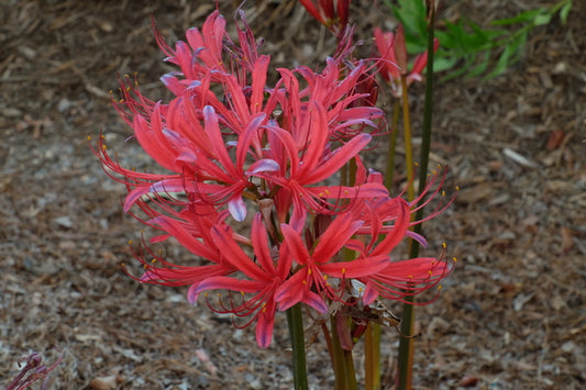 Image of Lycoris x rosea 'Red Sunset' taken at Juniper Level Botanic Gdn, NC by JLBG