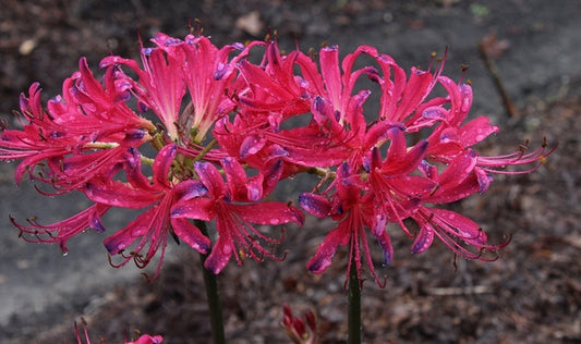 Image of Lycoris x rosea 'Ueki' taken at Juniper Level Botanic Gdn, NC by JLBG