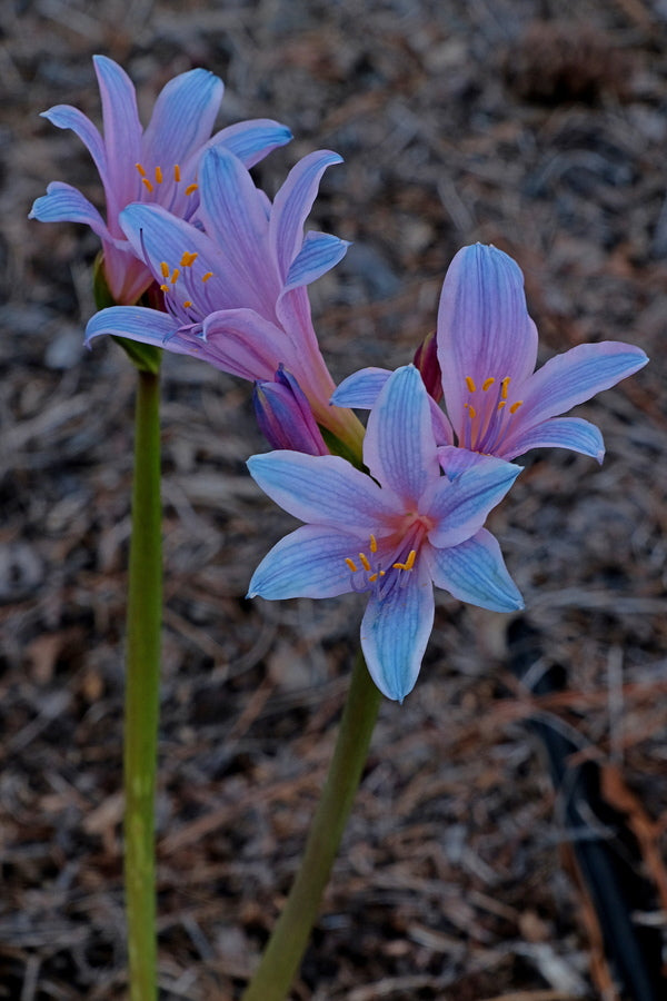 Image of Lycoris sprengeri 'Blue Bell' taken at Juniper Level Botanic Gdn, NC by JLBG