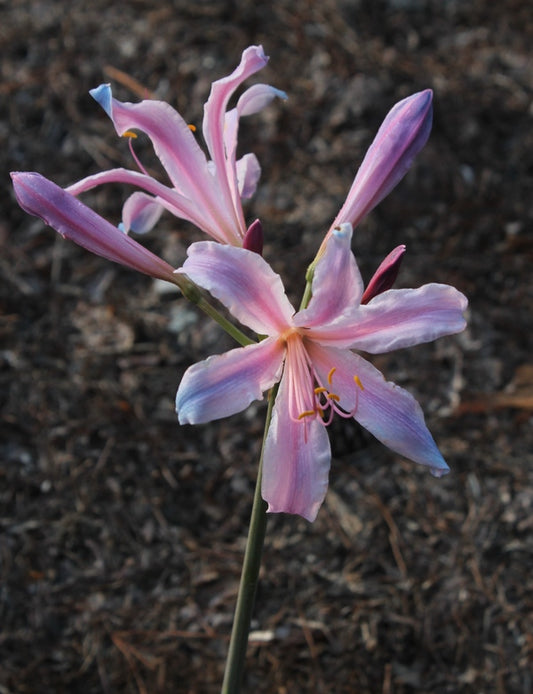 Image of Lycoris sprengeri 'Soft Cloud' taken at Juniper Level Botanic Gdn, NC by JLBG