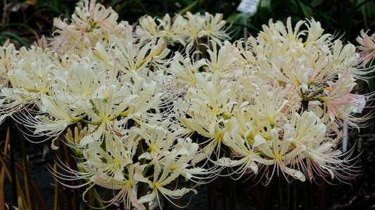 Image of Lycoris x straminea 'Caldwell's Original' taken at Juniper Level Botanic Gdn, NC by JLBG