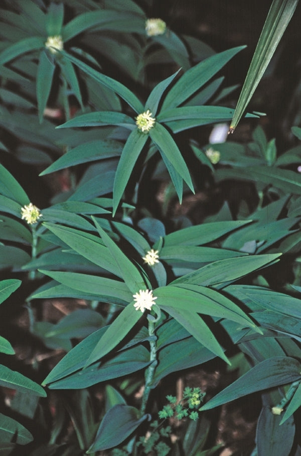 Image of Maianthemum stellatum 'Blue Dune' taken at Juniper Level Botanic Gdn, NC by JLBG