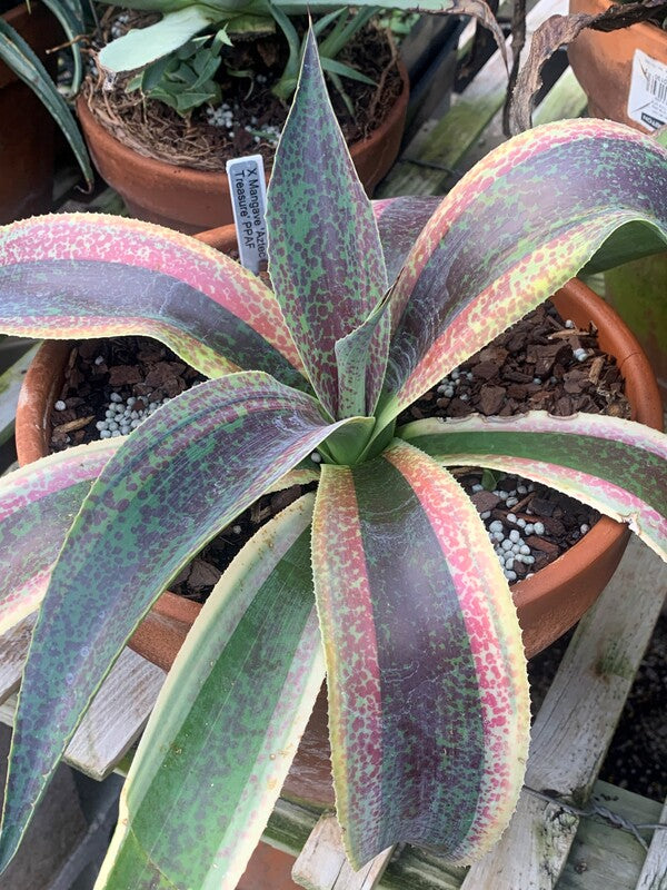 Image of Mangave 'Aztec Treasure' PPAF taken at Juniper Level Botanic Gdn, NC by C. Hardison