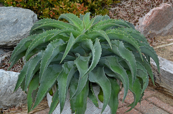 Image of Mangave 'Falling Waters' PP 30,650 taken at Walters Gardens, MI by Walters Gardens