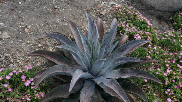 Image of Mangave 'Fiercely Fabulous' PP 33,166 taken at Walters Gardens, MI by JLBG