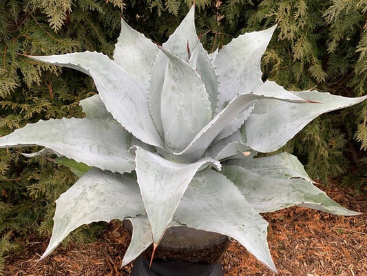 Image of Mangave 'Permanent Wave' PP 35,382 taken at Juniper Level Botanic Gdn, NC by JLBG