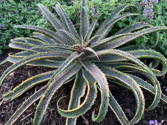 Image of Mangave 'Wag the Dog' taken at Juniper Level Botanic Gdn, NC by H. Hansen