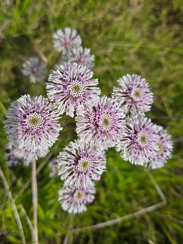 Image of Marshallia graminifolia 'Georgetown' taken at Voice of America, NC by JLBG