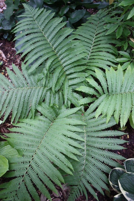 Image of Matteuccia orientalis taken at Juniper Level Botanic Gdn, NC by JLBG