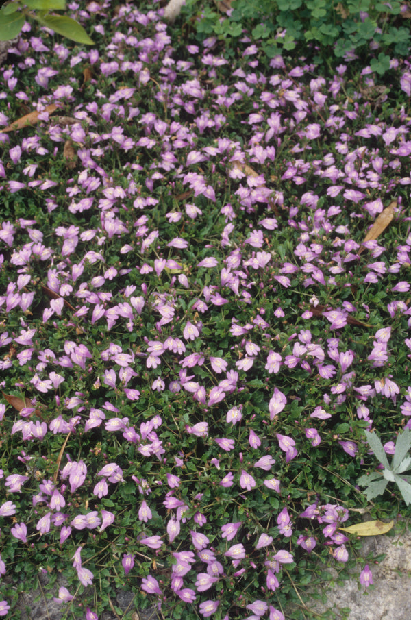 Image of Mazus reptans