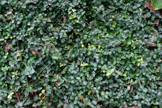 Image of Mitchella repens 'Danny' taken at Juniper Level Botanic Gdn, NC by JLBG