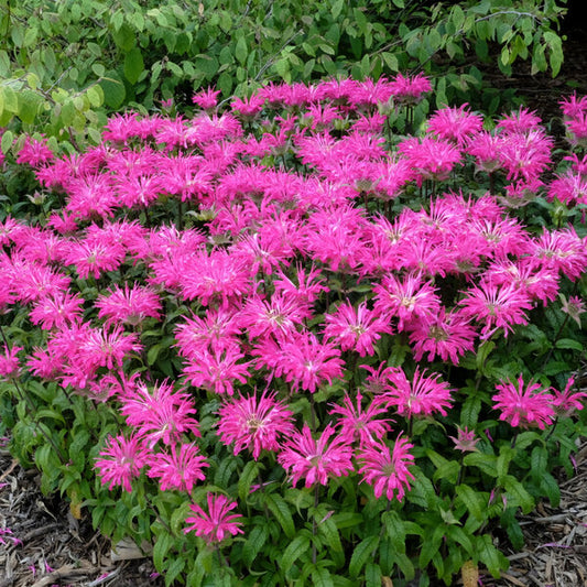 Image of Monarda 'Electric Neon Pink' PP 30,347 taken at Juniper Level Botanic Garden, Raleigh NC by JLBG