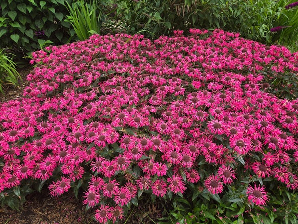 Image of Monarda 'Pink Chenille' PP 35,287 taken at Juniper Level Botanic Gdn, NC by JLBG