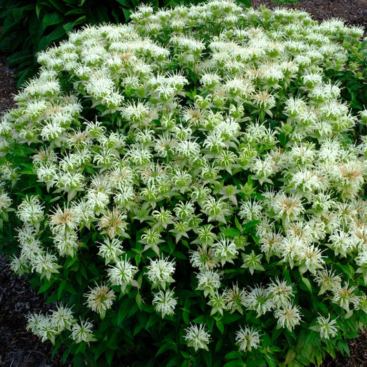 Image of Monarda luteola 'Coconut Lime' taken at Juniper Level Botanic Gdn, NC by JLBG