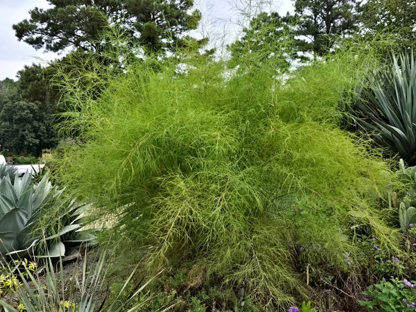 Image of Muhlenbergia dumosa 'Patagonia' taken at Juniper Level Botanic Gdn, NC by JLBG