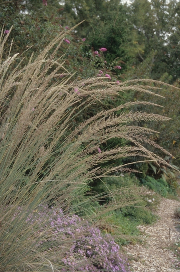 Image of Muhlenbergia lindheimeri taken at Juniper Level Botanic Gdn, NC by JLBG