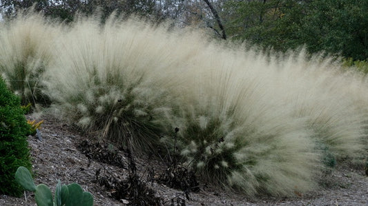 Image of Muhlenbergia sericea 'White Cloud' taken at Juniper Level Botanic Gdn, NC by JLBG