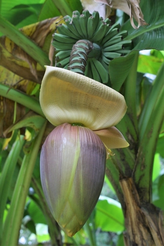 Image of Musa basjoo taken at Juniper Level Botanic Gdn, NC by JLBG
