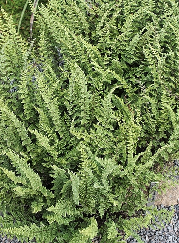 Image of Myriopteris lanosa 'Mighty Tidy' taken at Juniper Level Botanic Gdn, NC by JLBG