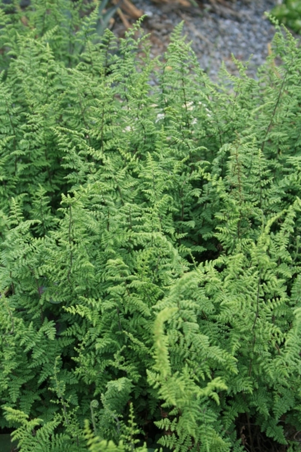 Image of Myriopteris lanosa 'Montgomery' taken at Juniper Level Botanic Gdn, NC by JLBG