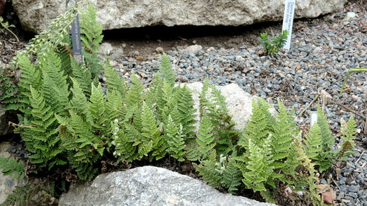 Image of Myriopteris wootonii taken at Juniper Level Botanic Gdn, NC by JLBG