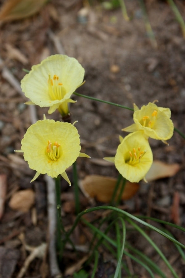 Image of Narcissus romieuxii 'Julia Jane' taken at Juniper Level Botanic Gdn, NC by JLBG
