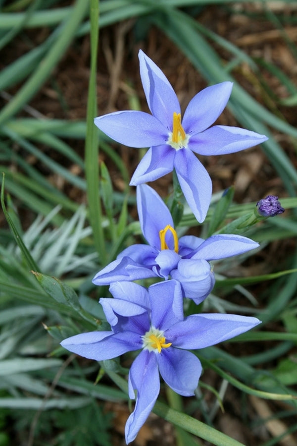 Image of Nemastylis tenuis