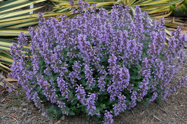 Image of Nepeta 'Cat's Pajamas' PP 31,127 taken at Juniper Level Botanic Gdn, NC by JLBG