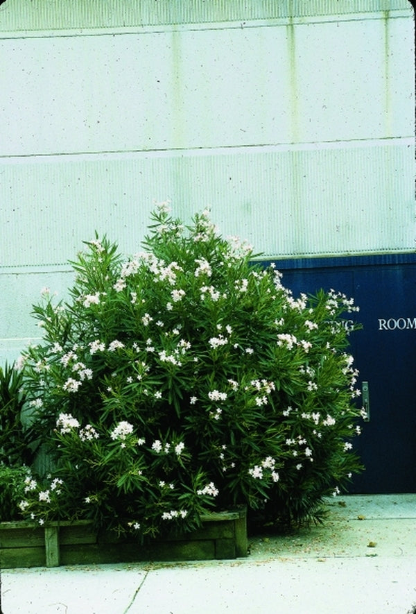 Image of Nerium oleander 'Hardy Pink' taken at NC State Fair