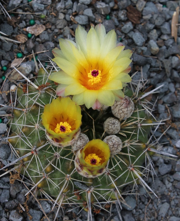Image of Notocactus submammulosus taken at Juniper Level Botanic Gdn, NC
