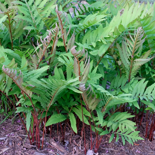 Image of Onoclea sensibilis 'Supersize' taken at Juniper Level Botanic Gdn, NC