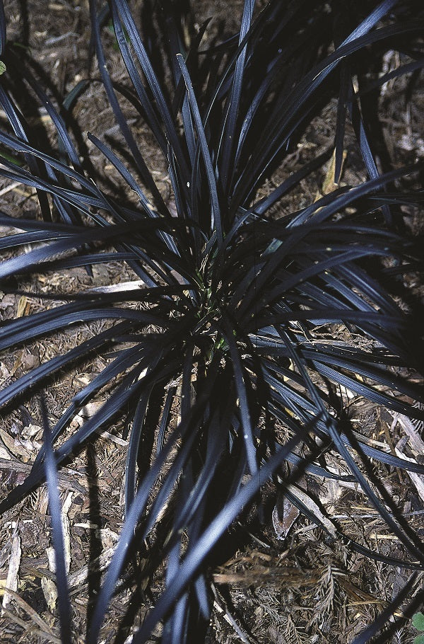 Image of Ophiopogon planiscapus 'Kokuryu' taken at Juniper Level Botanic Gdn, NC by JLBG