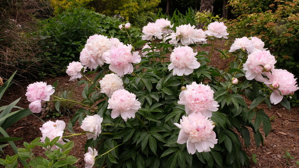 Image of Paeonia 'Angel Cheeks' taken at Juniper Level Botanic Gdn, NC by JLBG