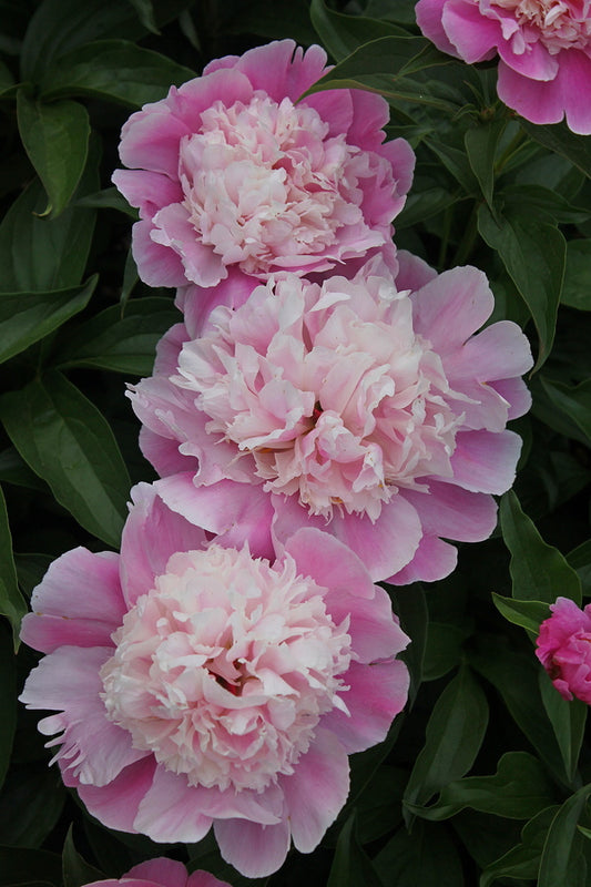 Image of Paeonia 'Cora Stubbs' taken at Juniper Level Botanic Gdn, NC by JLBG