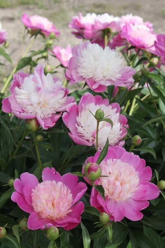 Image of Paeonia 'Gay Paree' taken at Walters Gardens, MI